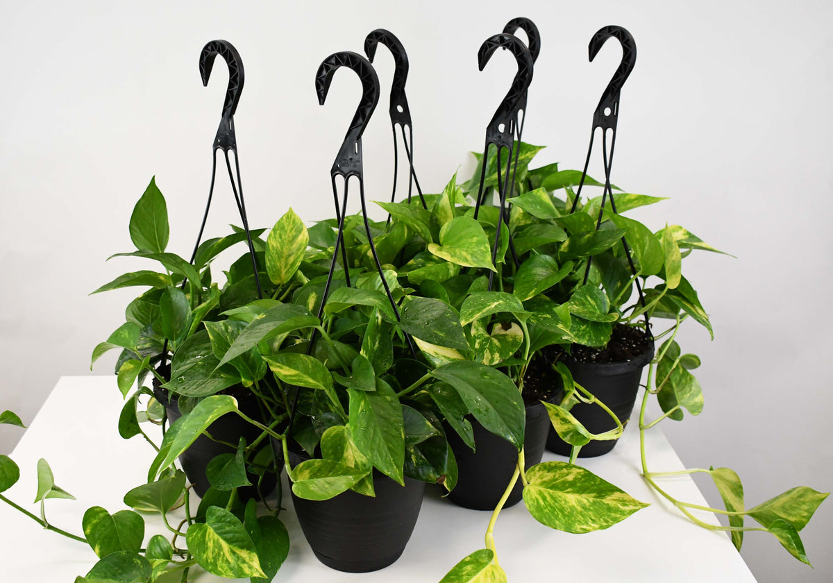 6.5 HB Pothos, Golden/Hawaiian - PAK 6 – Colasanti Farms